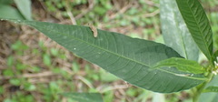 Persicaria lapathifolia lapathifolia