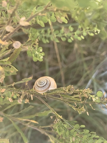 Bradybaena similaris image