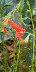 Penstemon pinifolius