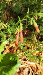 Penstemon pinifolius
