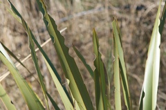 Ichneutica steropastis