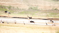 Ciconia ciconia asiatica