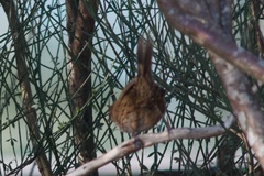 Poodytes punctatus punctatus