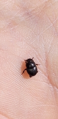 Onthophagus taurus