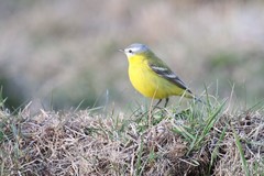 Motacilla flava beema