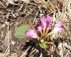 Bauhinia macranthera