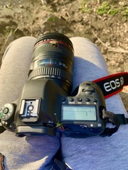 Acanthosoma haemorrhoidale