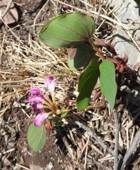 Bauhinia macranthera