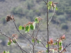 Bauhinia macranthera