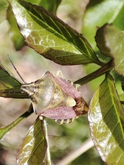 Carpocoris purpureipennis