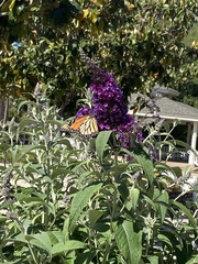 Danaus plexippus