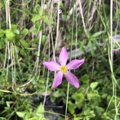 Sabatia grandiflora