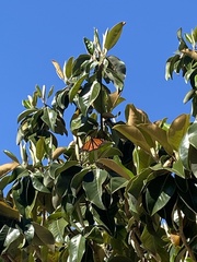 Danaus plexippus