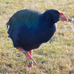 Porphyrio hochstetteri