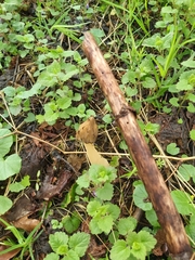 Morchella semilibera