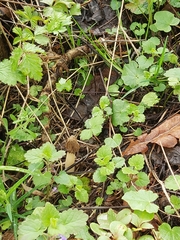 Morchella semilibera