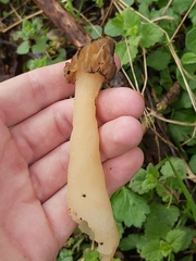 Morchella semilibera