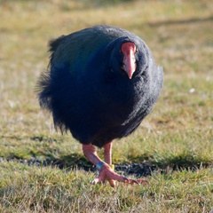 Porphyrio hochstetteri