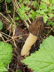 Morchella semilibera