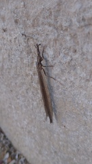 Creoleon lugdunensis