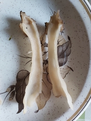 Morchella semilibera