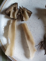 Morchella semilibera