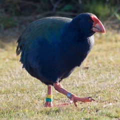 Porphyrio hochstetteri