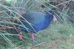 Porphyrio hochstetteri