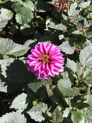 Megachilini