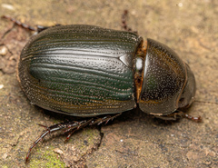 Dyscinetus morator