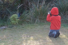 Porphyrio hochstetteri