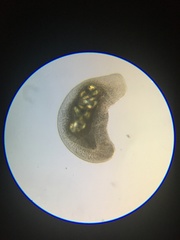 Macrostomum
