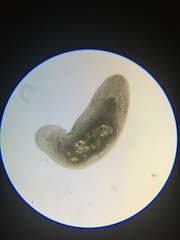 Macrostomum