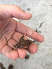 Ogcocephalus