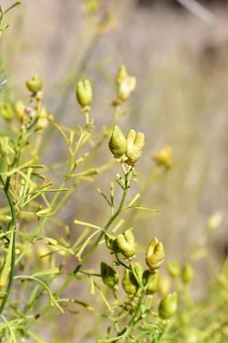 Thamnosma africana image