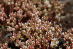 Sedum arenarium