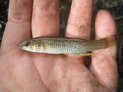 Fundulus stellifer