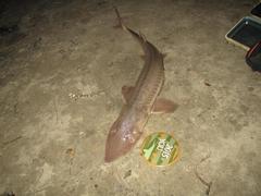 Scaphirhynchus platorynchus