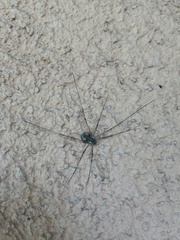 Dasylobus graniferus