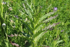 Bellardia trixago