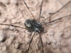 Dasylobus graniferus