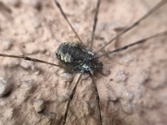 Dasylobus graniferus