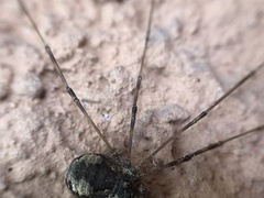 Dasylobus graniferus