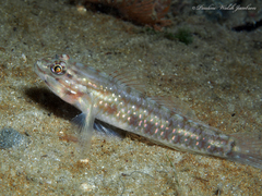Coryphopterus glaucofraenum