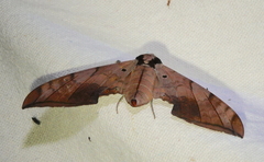 Ambulyx substrigilis