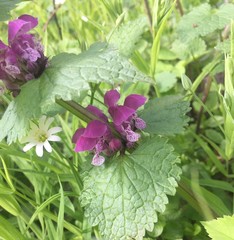 Lamium maculatum