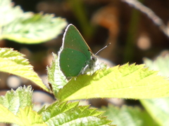 Callophrys dumetorum