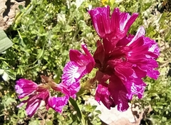 Anacamptis papilionacea grandiflora