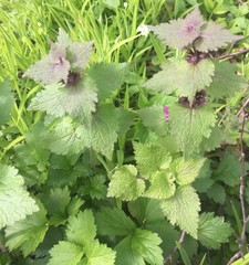 Lamium maculatum