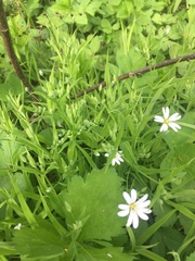 Rabelera holostea